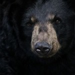 Black black bear in the black black night.