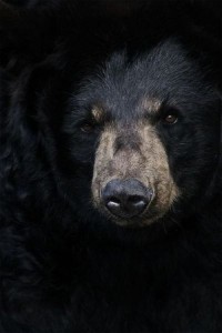 Black black bear in the black black night.