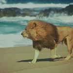 Lion's like the surf and wind too.