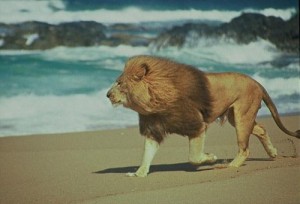 Lion's like the surf and wind too.