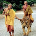 Tigers are fun.