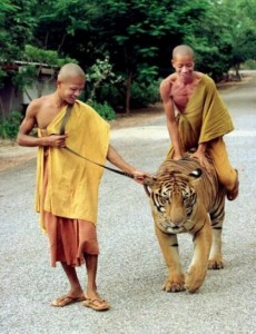 Tigers are fun.