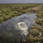 Birds eat everything above the surface of drowned cow.