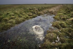 Birds eat everything above the surface of drowned cow.