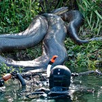 "Luckily it's already eaten"... isnt that life. Find a f*ing massive snake and its not even interested in you.