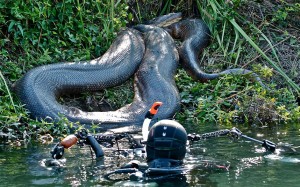"Luckily it's already eaten"... isnt that life. Find a f*ing massive snake and its not even interested in you.