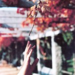 reach for the leaves
