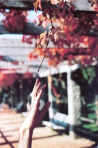 reach for the leaves