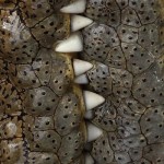Got teeth?