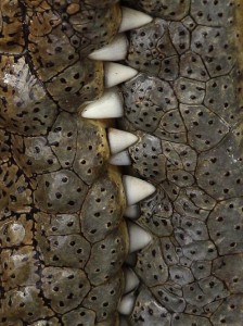 Got teeth?