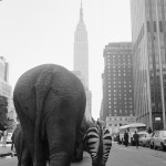 Circus Animals on 33rd Street... '68 was a hell of a year.