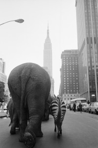 Circus Animals on 33rd Street... '68 was a hell of a year.