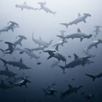 Maui has had an unusually high number of shark attacks this fall.
