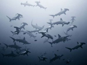 Maui has had an unusually high number of shark attacks this fall.