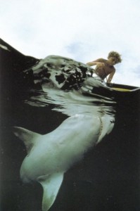 sharky waters