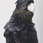Parrots might apparently have language skills that rival thsoe of primates.