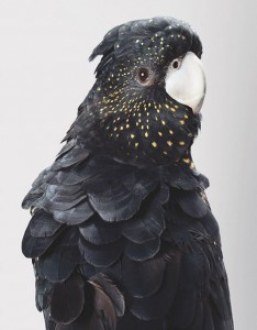 Parrots might apparently have language skills that rival thsoe of primates.