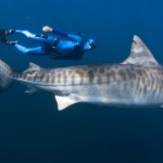 They say that there is a shark within 20 ft of you whenever you are in the Ocean.