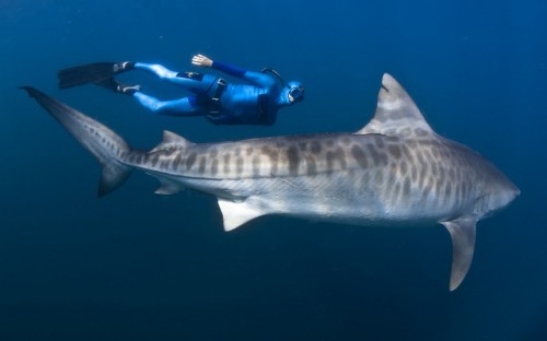 They say that there is a shark within 20 ft of you whenever you are in the Ocean. 