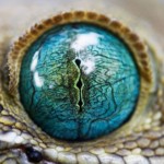 The eyes have it.
