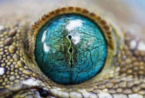 The eyes have it.