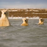 Polar bears are one of the few animals that are known to actively hunt men.