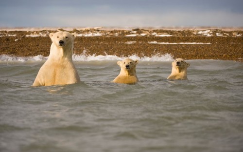 Polar bears are one of the few animals that are known to actively hunt men.