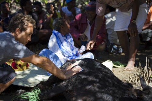 I make a wish on the Zebu under the ancestor tree. Pic by Ruben Lemmens